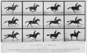 Website-Muybridge-horses